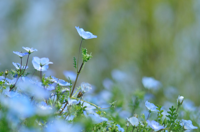 Обои картинки фото цветы, немофилы,  вероники, немофила, цветение