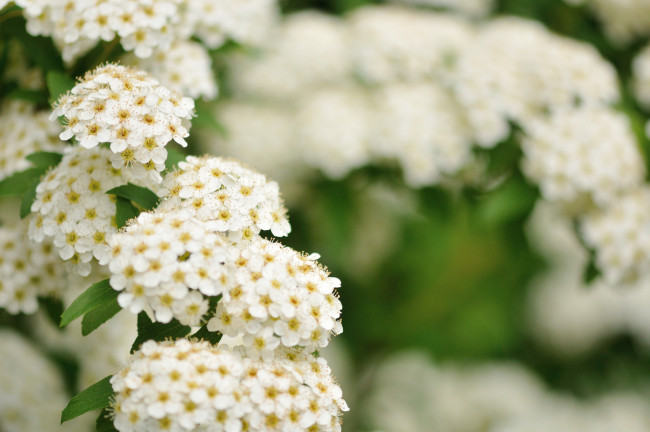 Обои картинки фото цветы, таволга , спирея,  лабазник, цветение