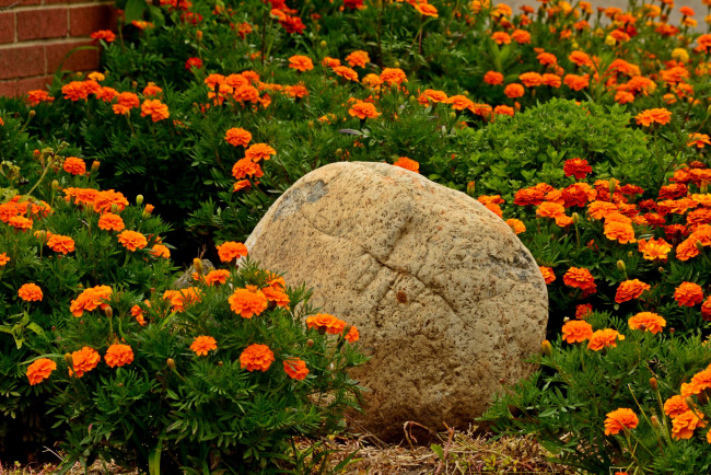 Обои картинки фото цветы, бархатцы, камень, сад, много