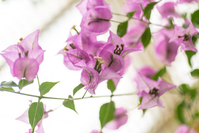 Обои картинки фото цветы, бугенвиллея, цветение