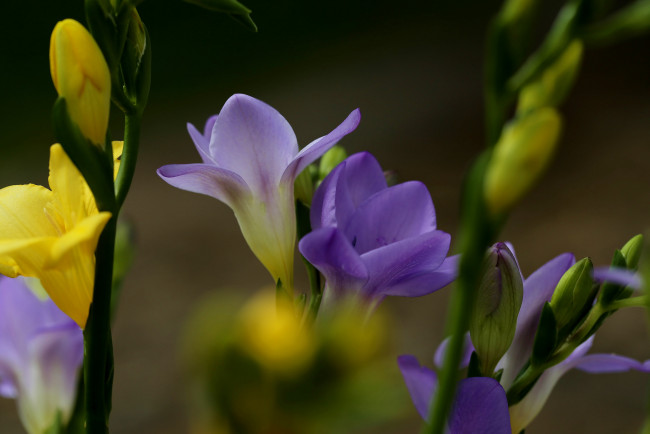 Обои картинки фото цветы, фрезия, цветение