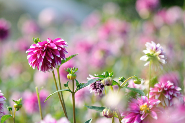 Обои картинки фото цветы, георгины, яркий, георгин, бутон, цветение