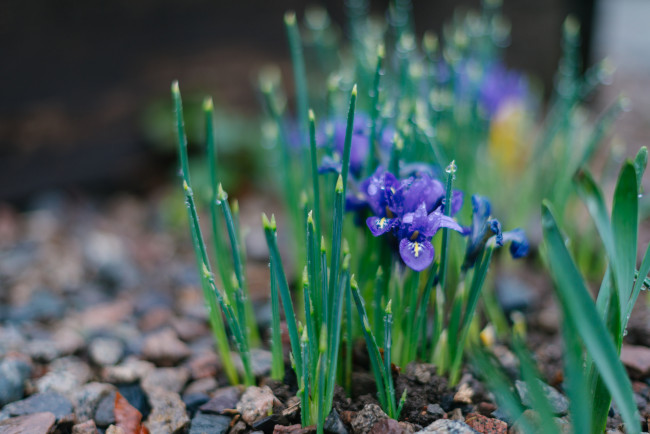 Обои картинки фото цветы, ирисы, капли, ирис