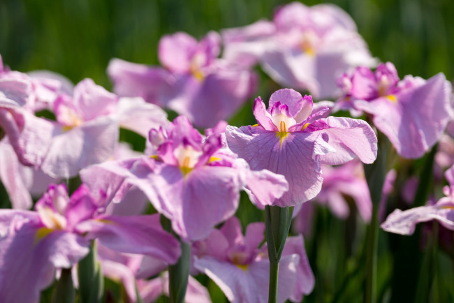 Обои картинки фото цветы, ирисы, стволы, нежно, цветение