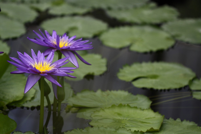 Обои картинки фото цветы, лилии водяные,  нимфеи,  кувшинки, цветение, водоем, водяные, лилии, листья, вода