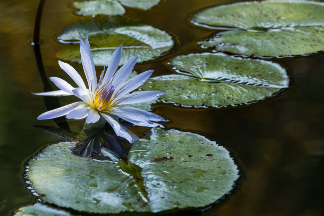 Обои картинки фото цветы, лилии водяные,  нимфеи,  кувшинки, водоем, листья, цветок, лилия, голубая
