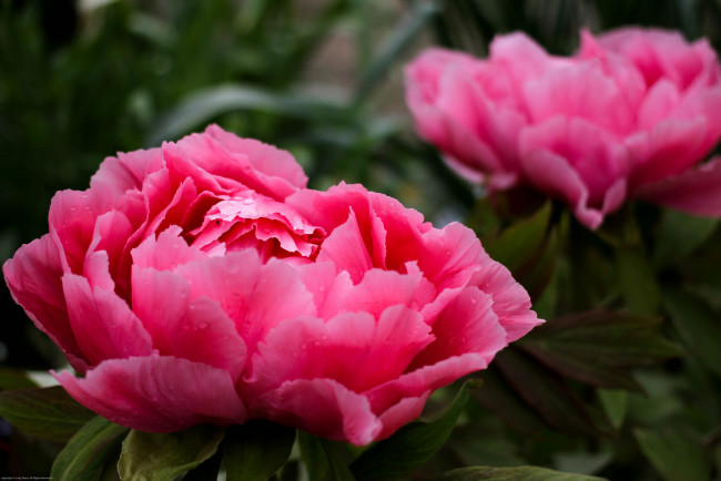 Обои картинки фото цветы, пионы, цветок, пион, цветение, капли