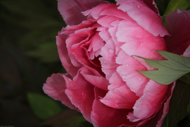 Обои картинки фото цветы, пионы, цветок, пион, цветение, капли