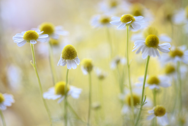 Обои картинки фото цветы, ромашки, цветение, белые