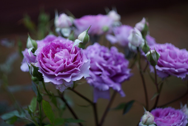 Обои картинки фото цветы, розы, роза, цветение