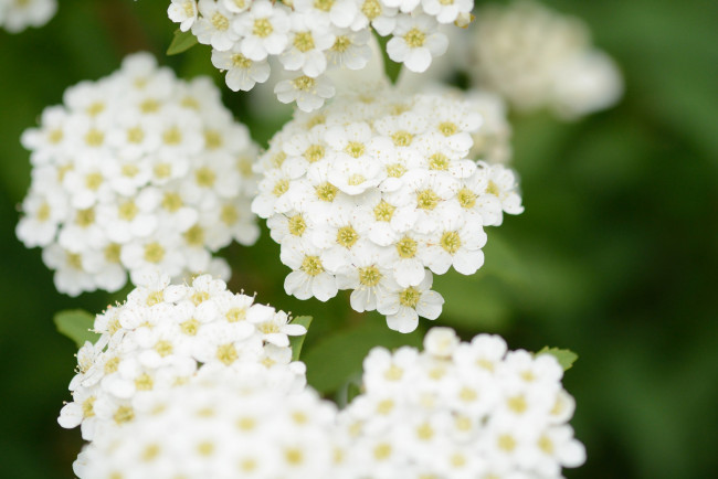 Обои картинки фото цветы, таволга , спирея,  лабазник, цветение