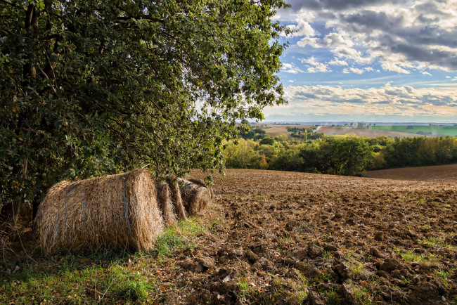 Обои картинки фото природа, поля, поле, пашня, валок, деревья