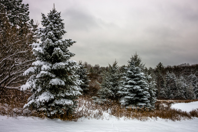 Обои картинки фото природа, зима, лес, снег