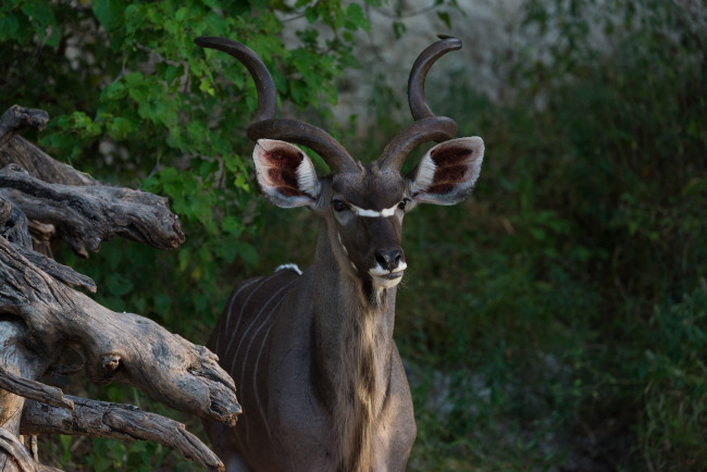 Обои картинки фото животные, антилопы, козёл, рога, уши, животное, природа