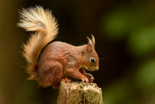 Обои картинки фото животные, белки, белка