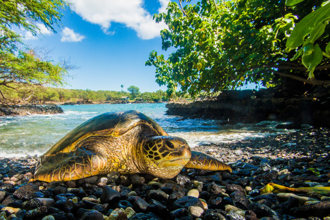 Обои картинки фото животные, Черепахи, морская, черепаха