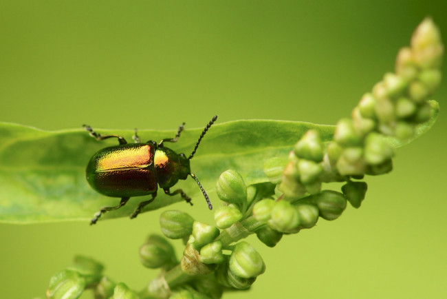 Обои картинки фото животные, насекомые, жук