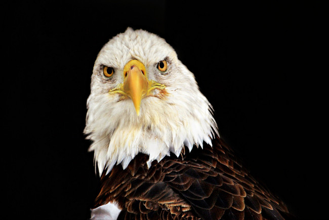 Обои картинки фото животные, птицы - хищники, белоголовый, орлан