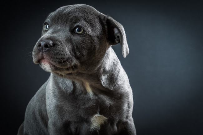 Обои картинки фото животные, собаки, щенок