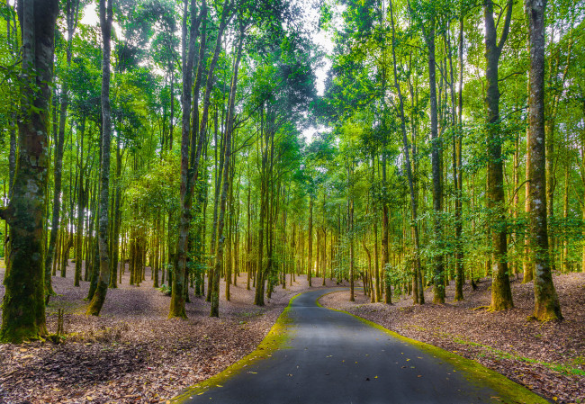 Обои картинки фото природа, дороги, шоссе, лес