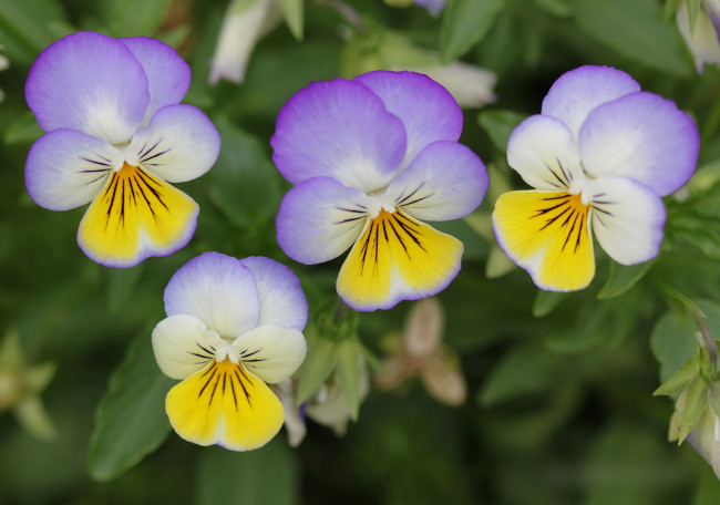 Обои картинки фото цветы, анютины глазки , садовые фиалки, садовая, фиалка