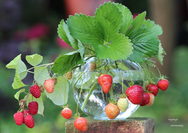 Обои картинки фото еда, клубника,  земляника, банка, земляника, малина, ягоды, листья