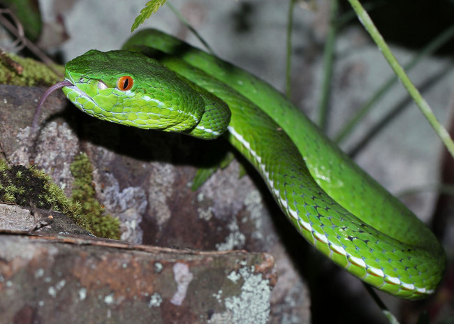 Обои картинки фото животные, змеи,  питоны,  кобры, змея