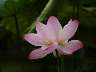 Картинка цветы лотосы фон лепестки