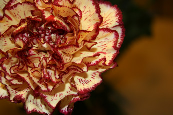 Картинка цветы гвоздики гвоздика