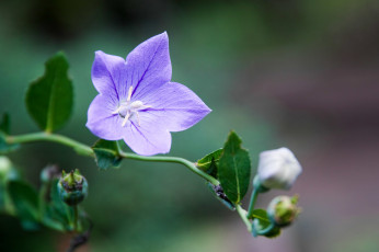 Картинка цветы колокольчики фон кологольчик