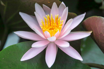 Картинка цветы лилии+водяные +нимфеи +кувшинки водяная лилиия