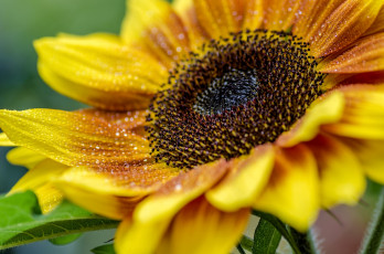 Картинка цветы подсолнухи подсолнух макро желтый лепестки