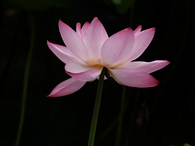 Обои картинки фото цветы, лотосы, фон, лепестки