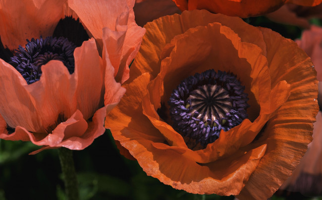 Обои картинки фото цветы, маки, красный, лепестки