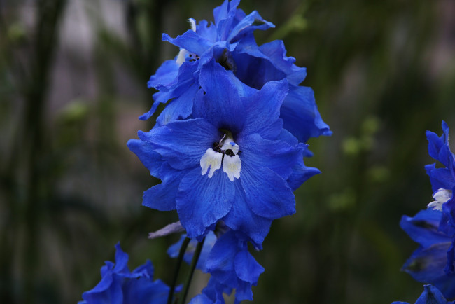 Обои картинки фото цветы, дельфиниум