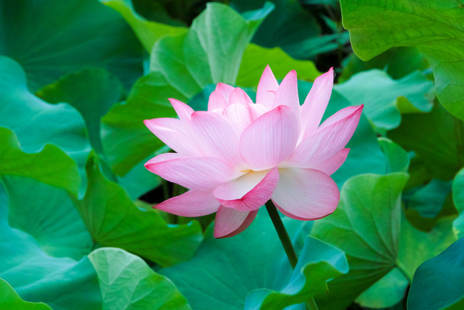 Обои картинки фото цветы, лотосы, лотос, листья