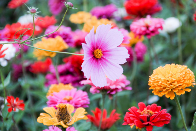 Обои картинки фото цветы, разные вместе, клумба, цинния, космея