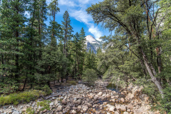 Картинка природа лес простор