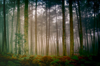 Картинка природа лес простор