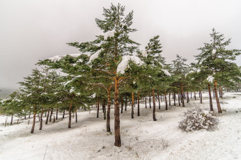 Картинка природа зима простор