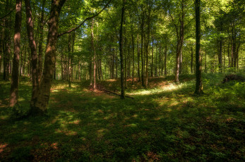 Картинка природа лес простор