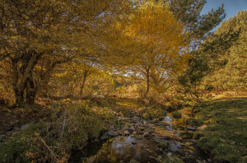 Картинка природа лес простор