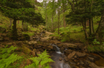 Картинка природа лес простор