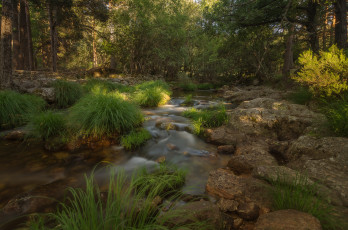 Картинка природа лес простор