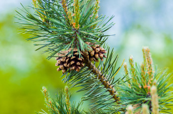 Картинка природа шишки +жёлуди +каштаны простор