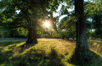 Картинка природа лес простор