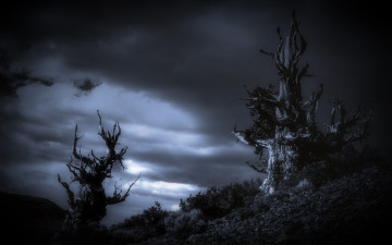 Картинка природа деревья ночь