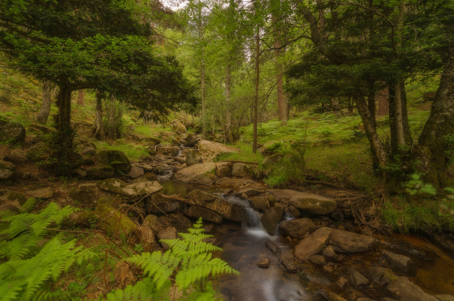 Обои картинки фото природа, лес, простор