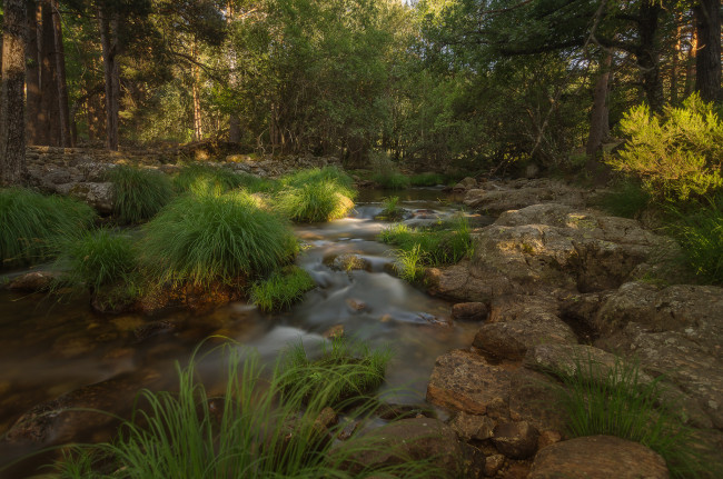 Обои картинки фото природа, лес, простор