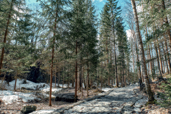 Обои картинки фото природа, лес, простор